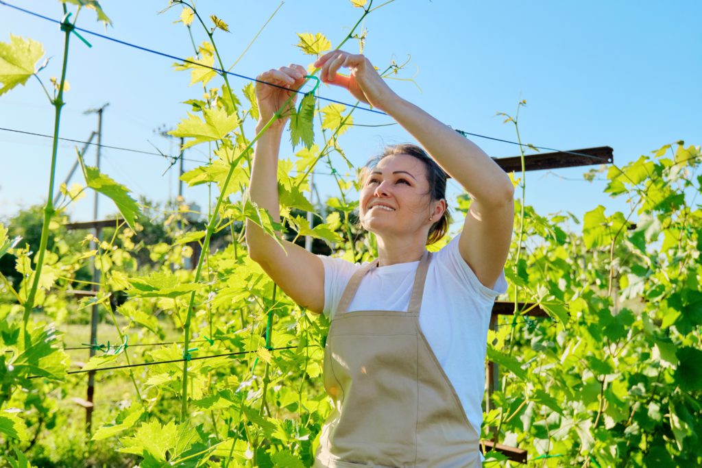 travail saisonnier